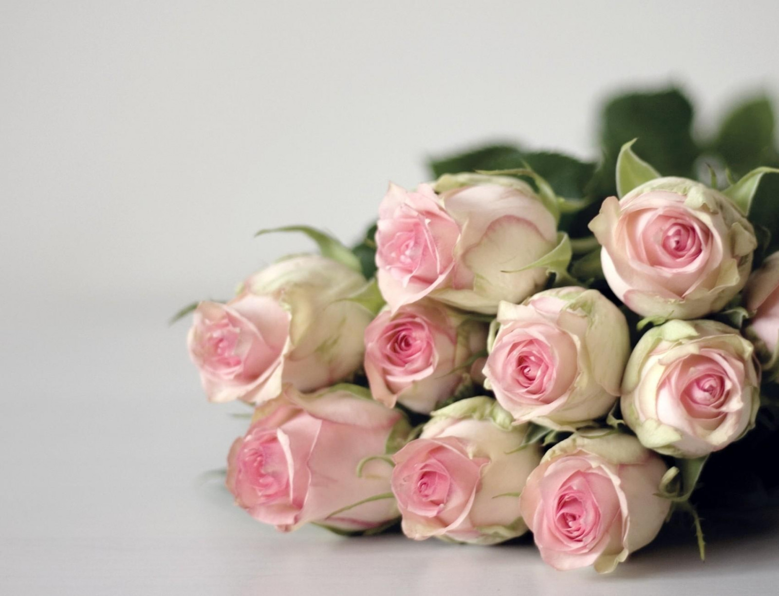 ดอกกุหลาบ, สีชมพู, ดอกไม้, ปลูก, ดอกกุหลาบ, ช่อดอกไม้, กลีบดอก, ตูม, โรงงานที่ดิน, พืชดอก, ใกล้ชิด, ดอกไม้, กุหลาบสวน, ช่อดอกไม้, จัดดอกไม้, การออกแบบดอกไม้, ตัดดอกไม้, แกนกลาง, ดอกไม้ประดิษฐ์