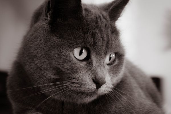 cat,bokeh,fz1000,Panasonic,indoor,animal