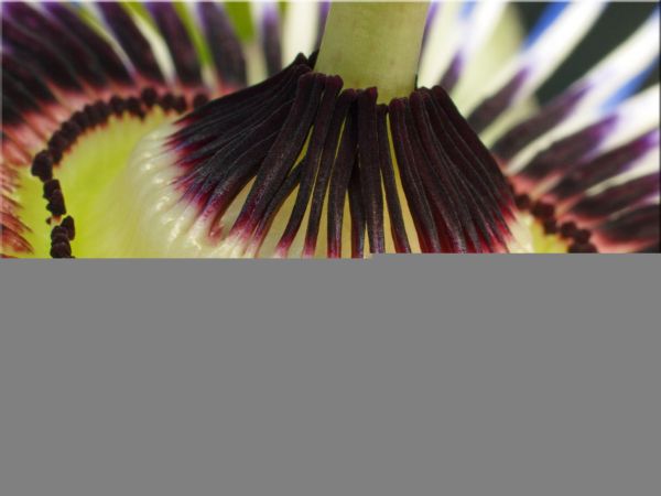 Olympus,photography,macro,green,Iris,color