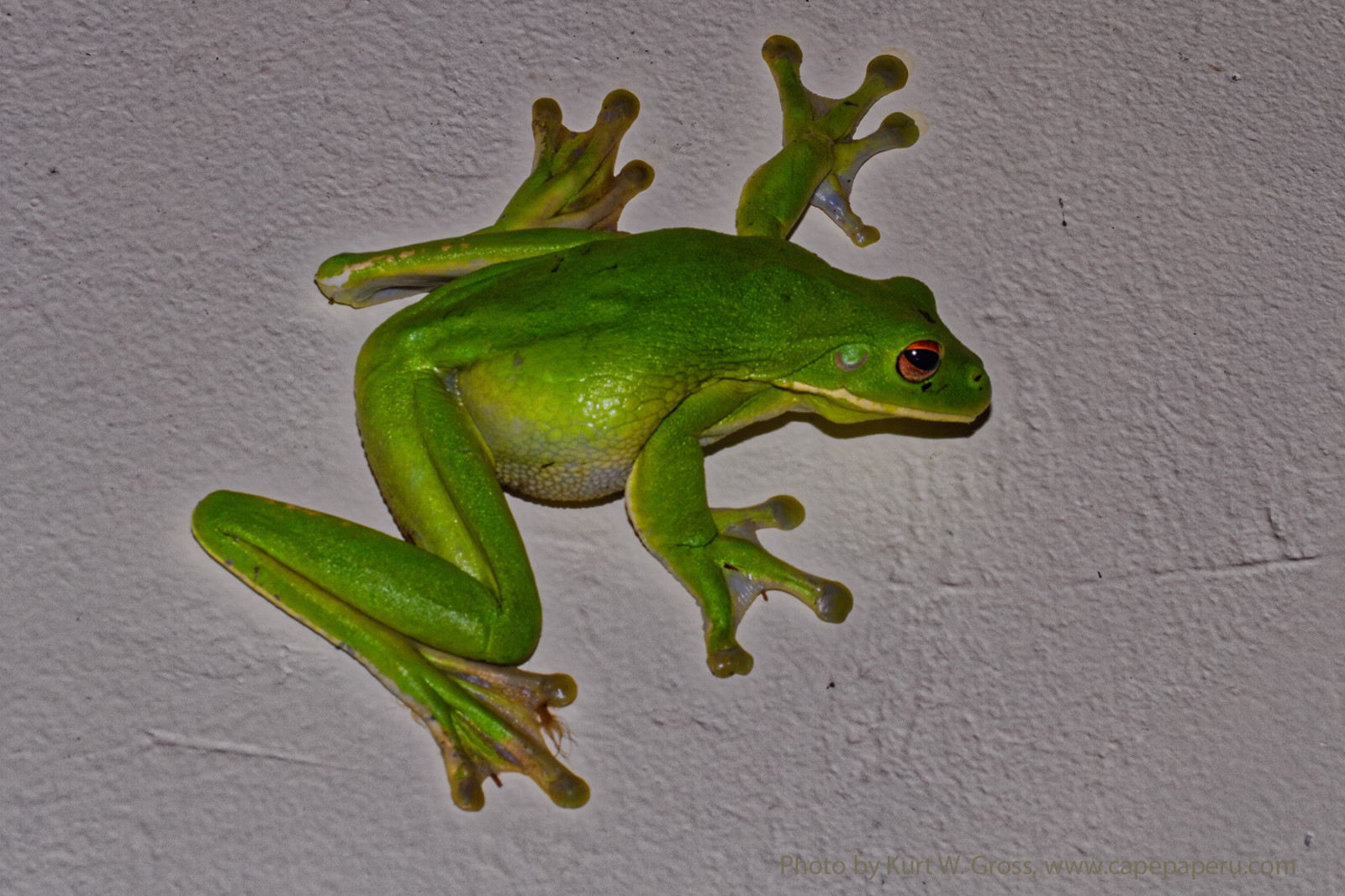 Příroda, zvěř, Indonésie, hůlka, žába, neuvěřitelný, Frosch, gruen, wal, řada, Moluky, capepaperu