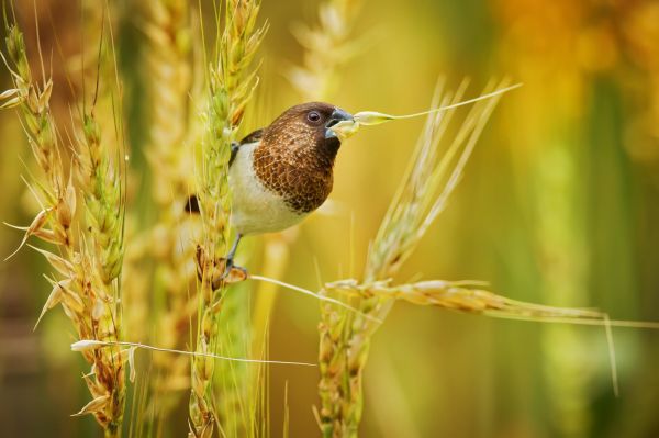 birds, animals, nature, grass, branch, food
