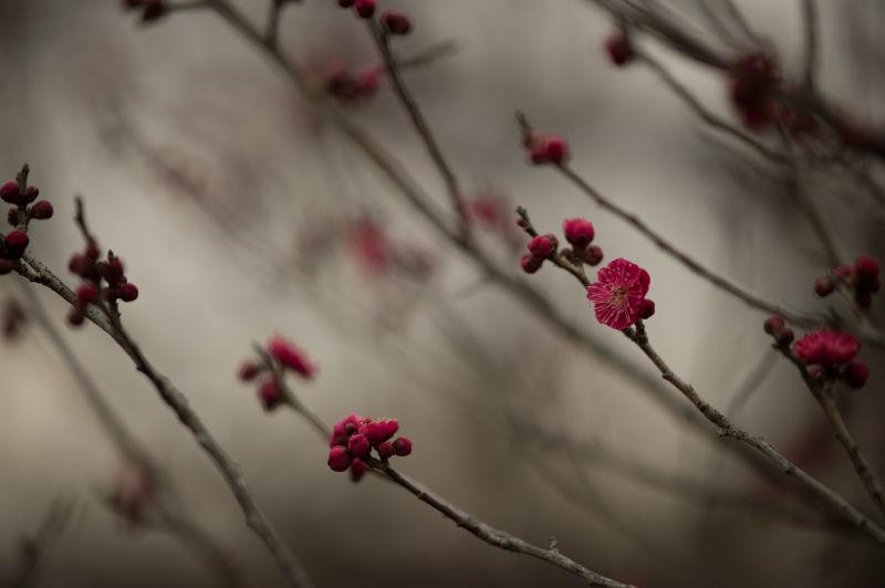Japonsko,Červené,zima,větev,Třešňový květ,Nikon