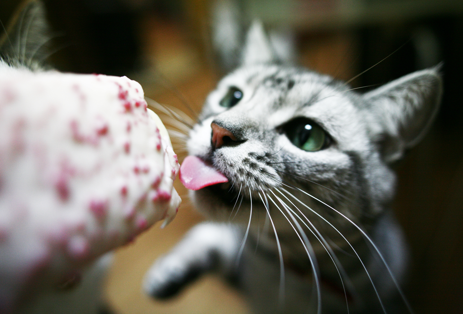 tvář, kočka, detailní, makro, led, Kánon, kníry, 5 d, květ, roztomilý, kočky, kotě, sigma, 24mm, eos, savec, obratlovců, zblízka, kočka jako savci, makro fotografie, malé až středně velké kočky, Tonge