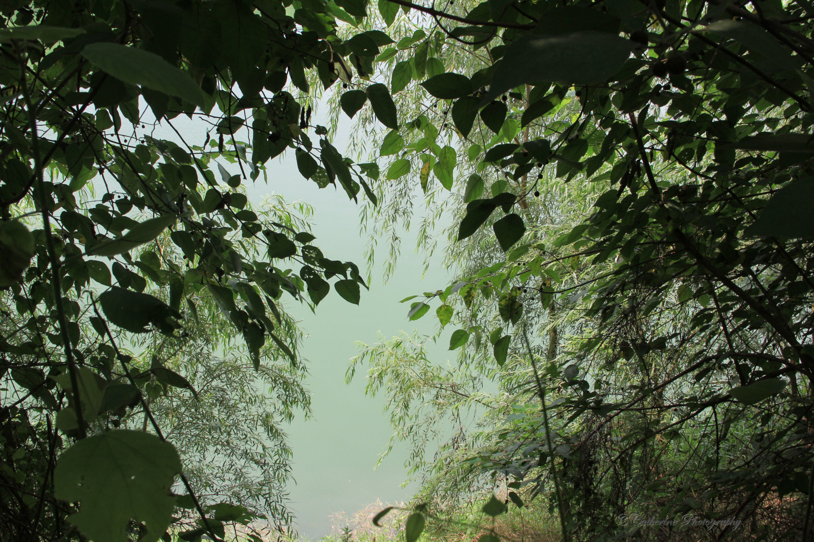 slunečnímu záření, kontrast, les, listy, Čína, voda, Příroda, tráva, stín, větev, zelená, textura, džungle, deštný prales, přírodní rezervace, strom, list, rostlina, flóra, vegetace, změna, zálesí, biome, prales, Zhangjiajie