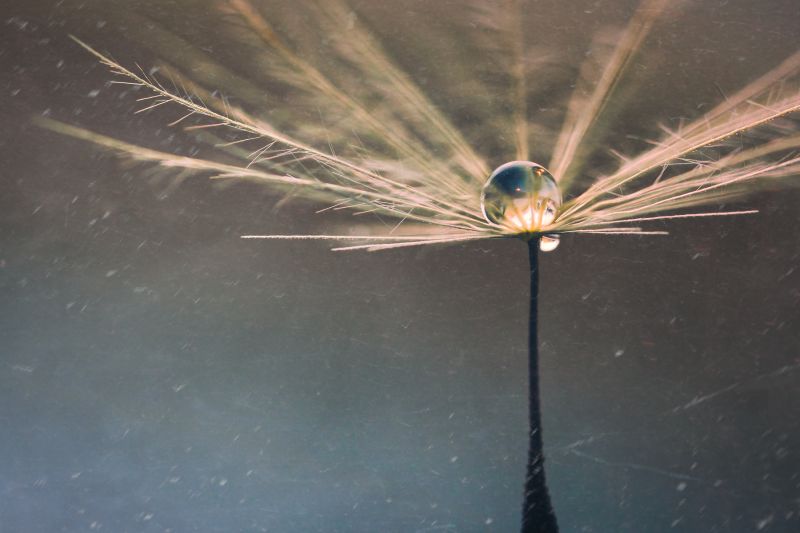 macro, water, seed, drop, Canon, bokeh macro, water, seed, drop, Canon, bokeh