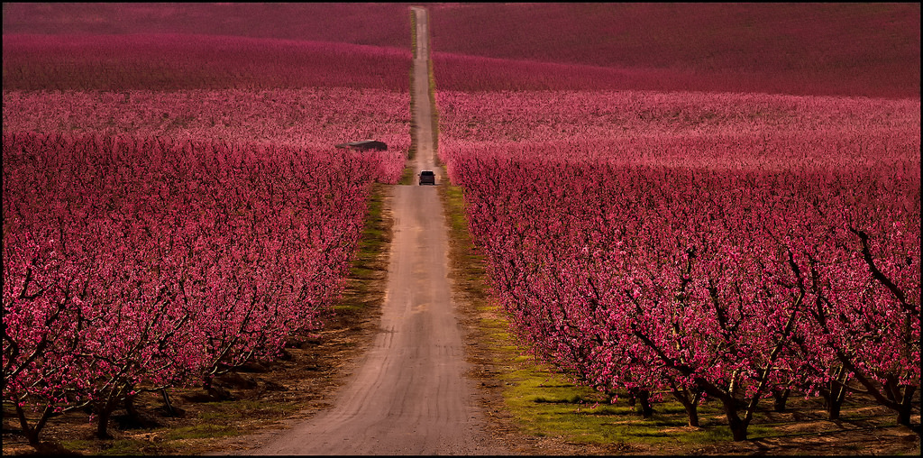 krajina, Photoshop, galaxie, nebe, pole, ráno, Kánon, Španělsko, panoráma, květ, růžový, jaro, campo, Katalánsko, Catalunya, strom, flickr, květ, prozkoumat, rostlina, mygearandme, dof, paisaje, Amanecer, větrné elektrárny, fav100, lanscape, plantáž, mygearandmepremium, mygearandmebronze, mygearandmesilver, Béžová, abigfave, Soe, panoramafotografico, ubej, mywinners, fav50, flickrdiamond, camino, supershot, fotografico, NWN, panoramica, Paisajes, oříznutí, thesuperbmasterpiece, melocotones, Floracion, Lleida, Cataluna, aitona, Anpegon, Platinumheartward, Bůh tě miluje, Bestcapturesaol, Lerida, Nactarinů, Segri
