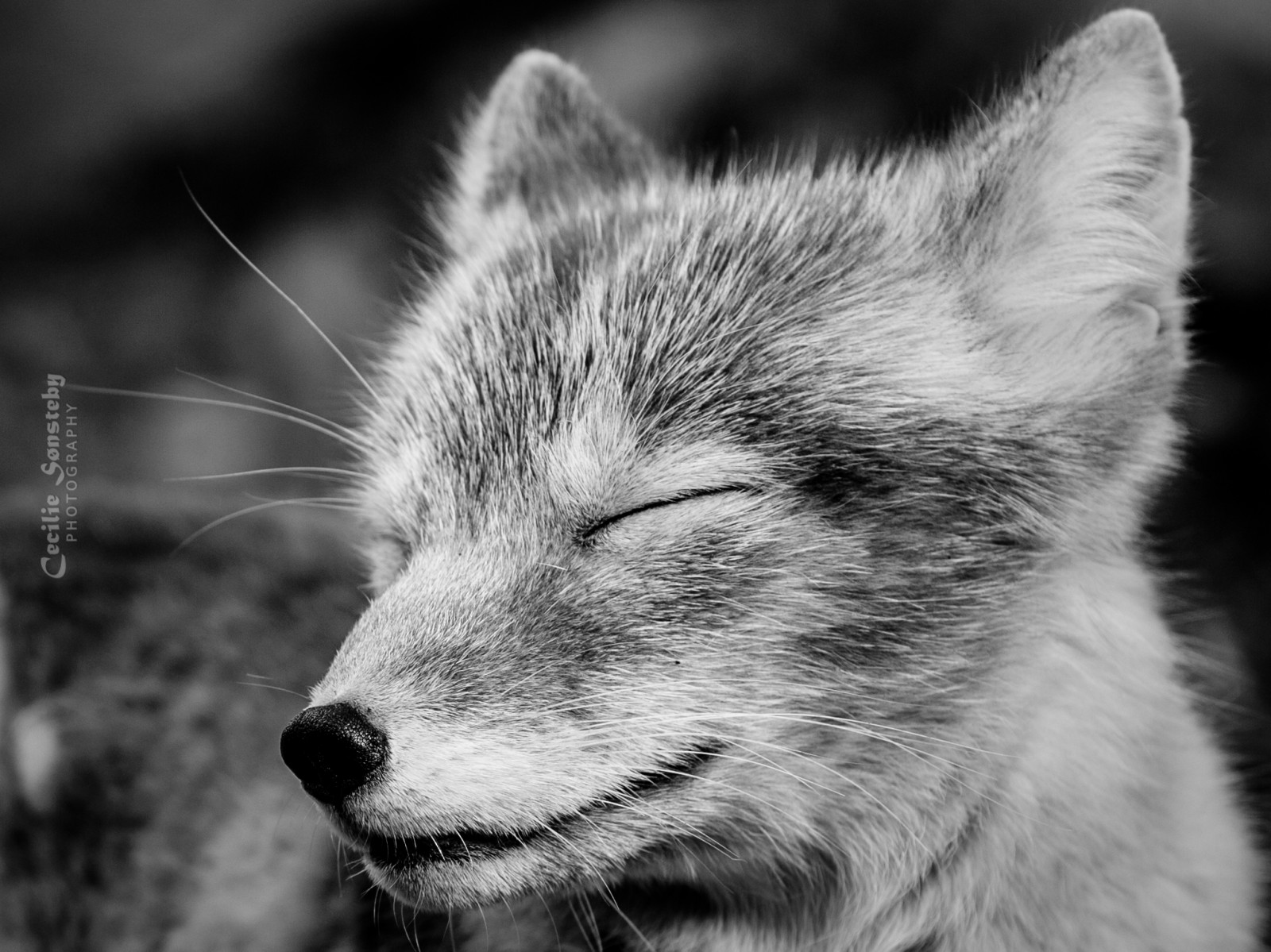 Volně žijících živočichů, Černý a bílý, Černá, fauna, savec, monochromatické fotografování, kníry, liška, čenich, pes jako savec, fotografování, srst, zblízka, oko, černobílý, vlk, červená Liška, stock photography