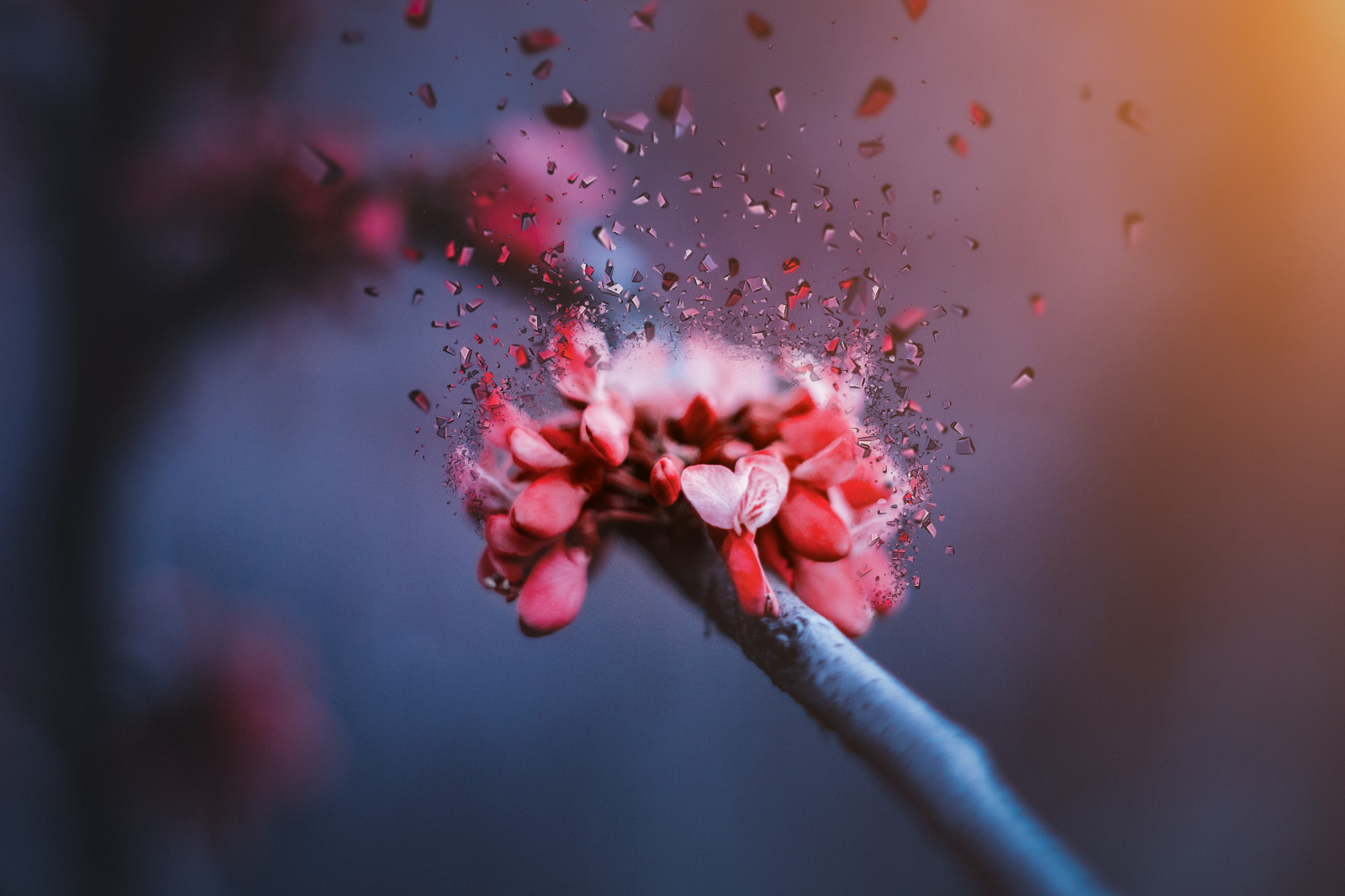 flower bow, Třešňový květ, temný, Kanie Seiya, fragmenty, sklenka