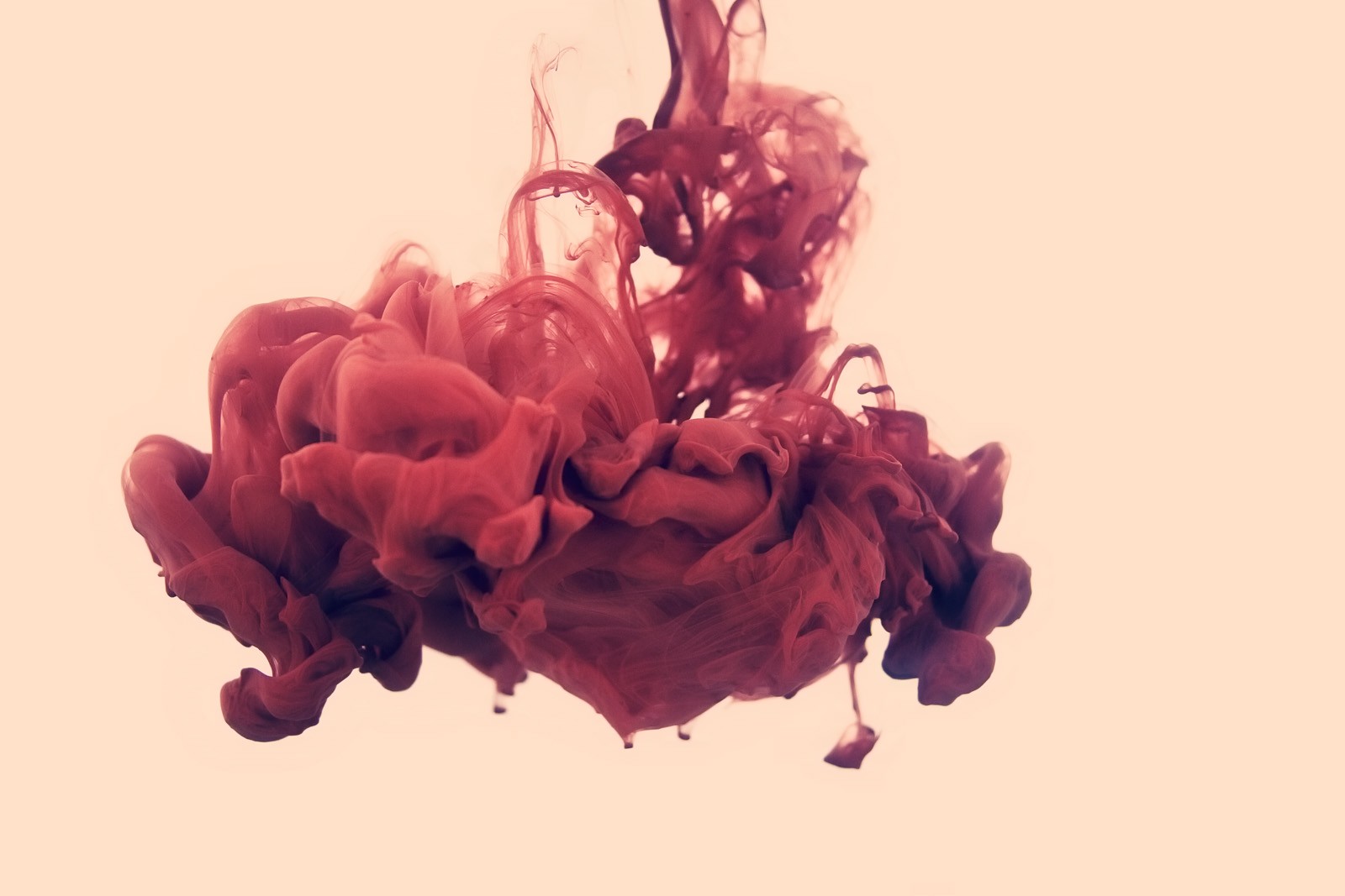 illustration, hjerte, lilla, Hvid baggrund, Valentins Dag, lyserød, Alberto Seveso, farve, blomst, plante, kronblad, 1600x1067 px, jord plante, blomstrende plante, menneskelige legeme, organ, makrofotografering