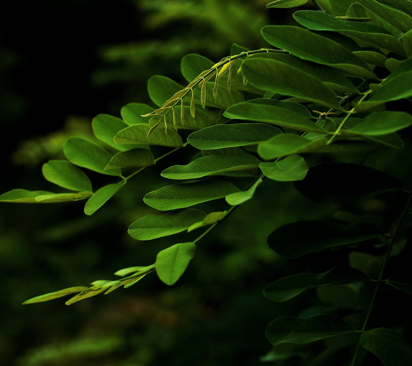 แสงแดด, ใบไม้, ธรรมชาติ, หญ้า, พืช, สาขา, สีเขียว, ป่า, ต้นไม้, ใบไม้, ดอกไม้, ปลูก, พืช, เฟิร์น, พืชพันธุ์, พฤกษศาสตร์, โรงงานที่ดิน, ไม้ยืนต้น, ไม้พุ่ม, การถ่ายภาพมาโคร, ต้นกำเนิด, เฟิร์นและหางม้า