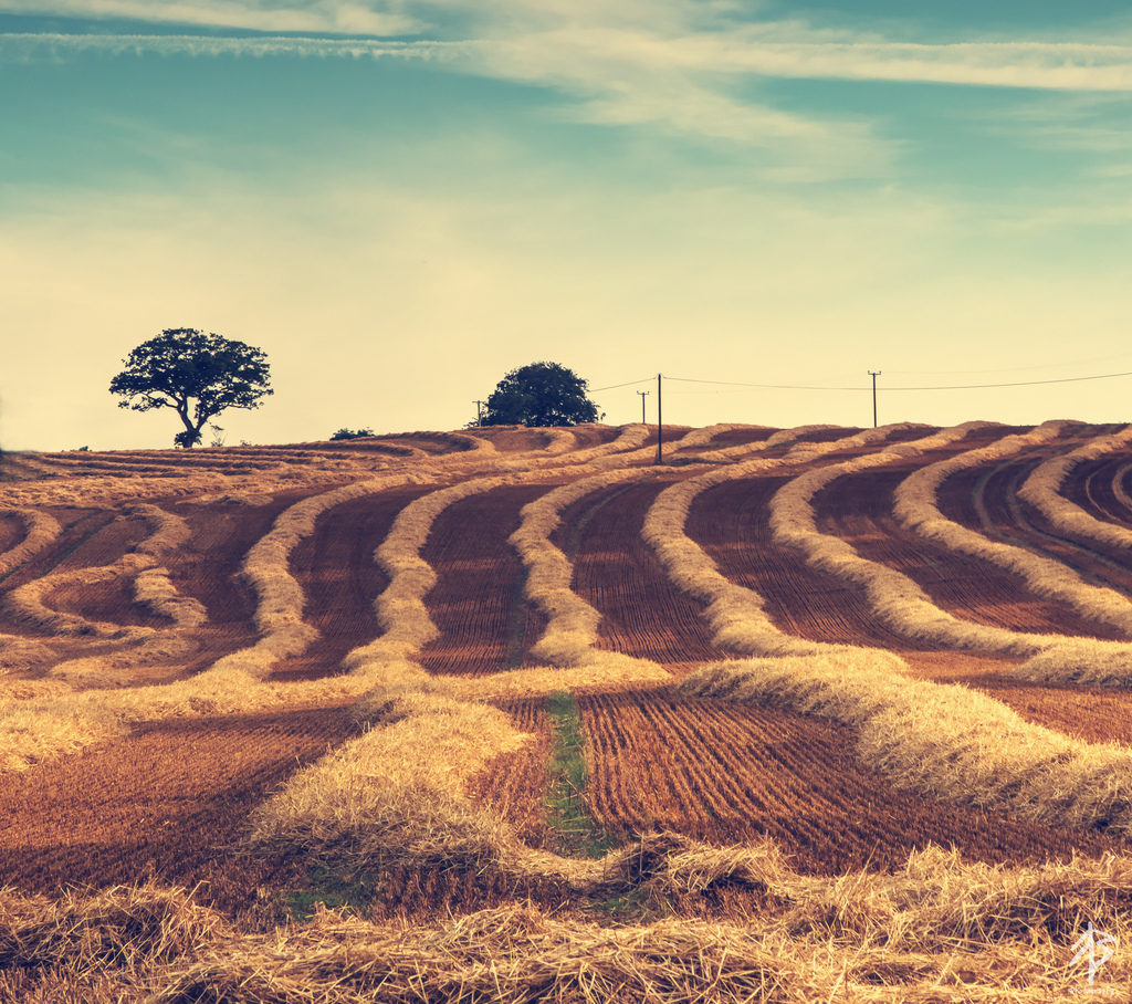 Природа просёлочная дорога горизонт. Поле небо. Дорога к небу. Бескрайние поля. Формирование урожая.