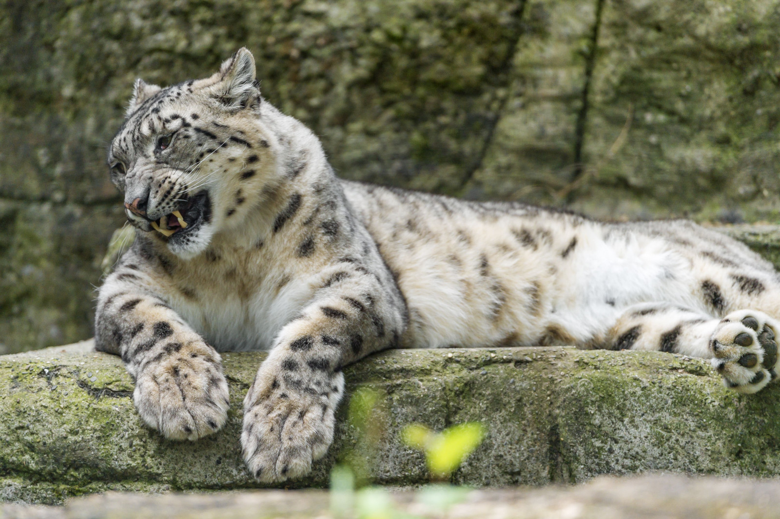 Hintergrundbilder : 4519x3008 px, Tiere, groß, Katzen, Leopard ...