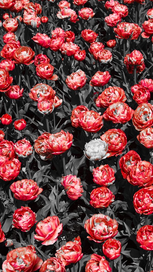 nature,flowers,red