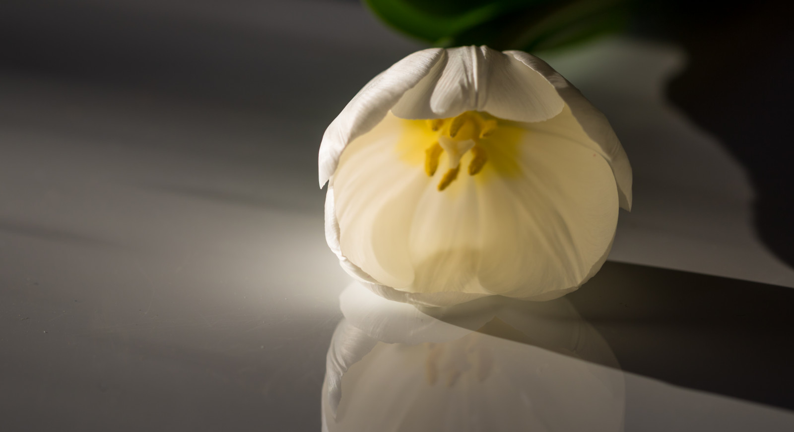 trắng, màu vàng, hoa, hoa, thực vật, Tulip, Hệ thực vật, Blomma, Tulpan, Cánh hoa, Nhà máy đất, thực vật có hoa, Đóng lên, Chụp macro, Nhiếp ảnh cuộc sống vẫn còn