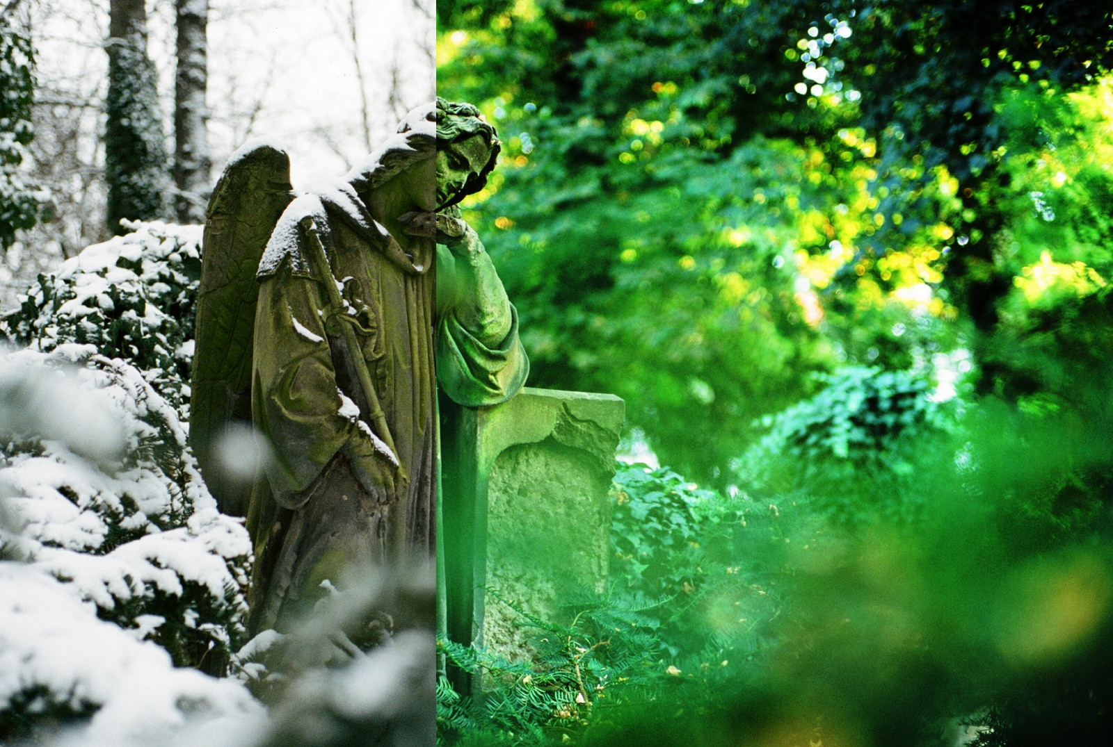 grøn, natur, blad, træ, skov, Skov, græs, plante, sollys, jungle, afdeling, vand, regnskov, gamle vækst skov