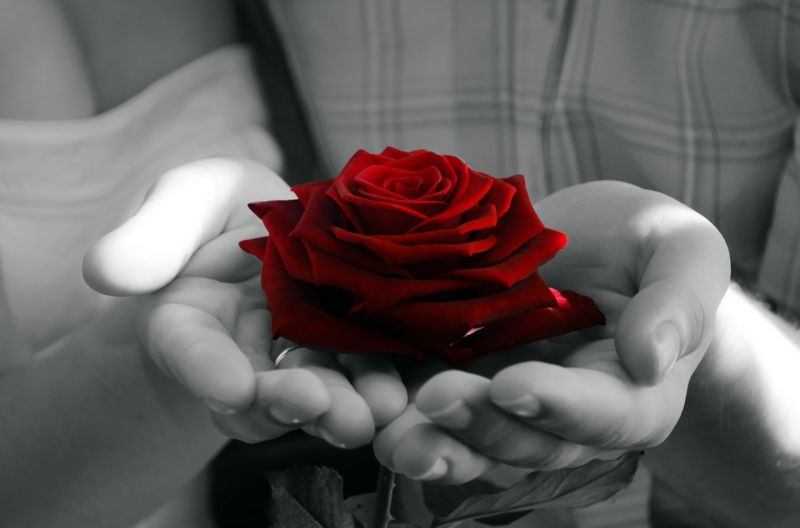 1920x1268 px,fotografie,Trandafir,colorat selectiv