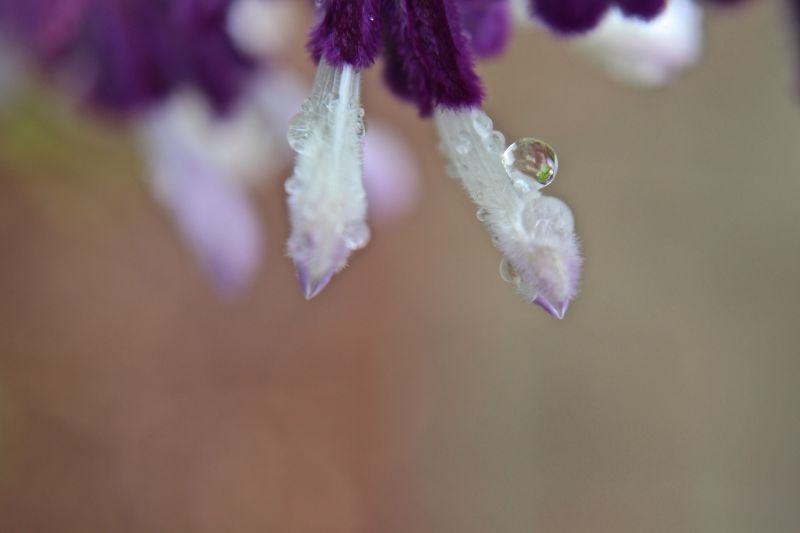 makro,natur,tæt på,Canon,blomster,purpleandwhite