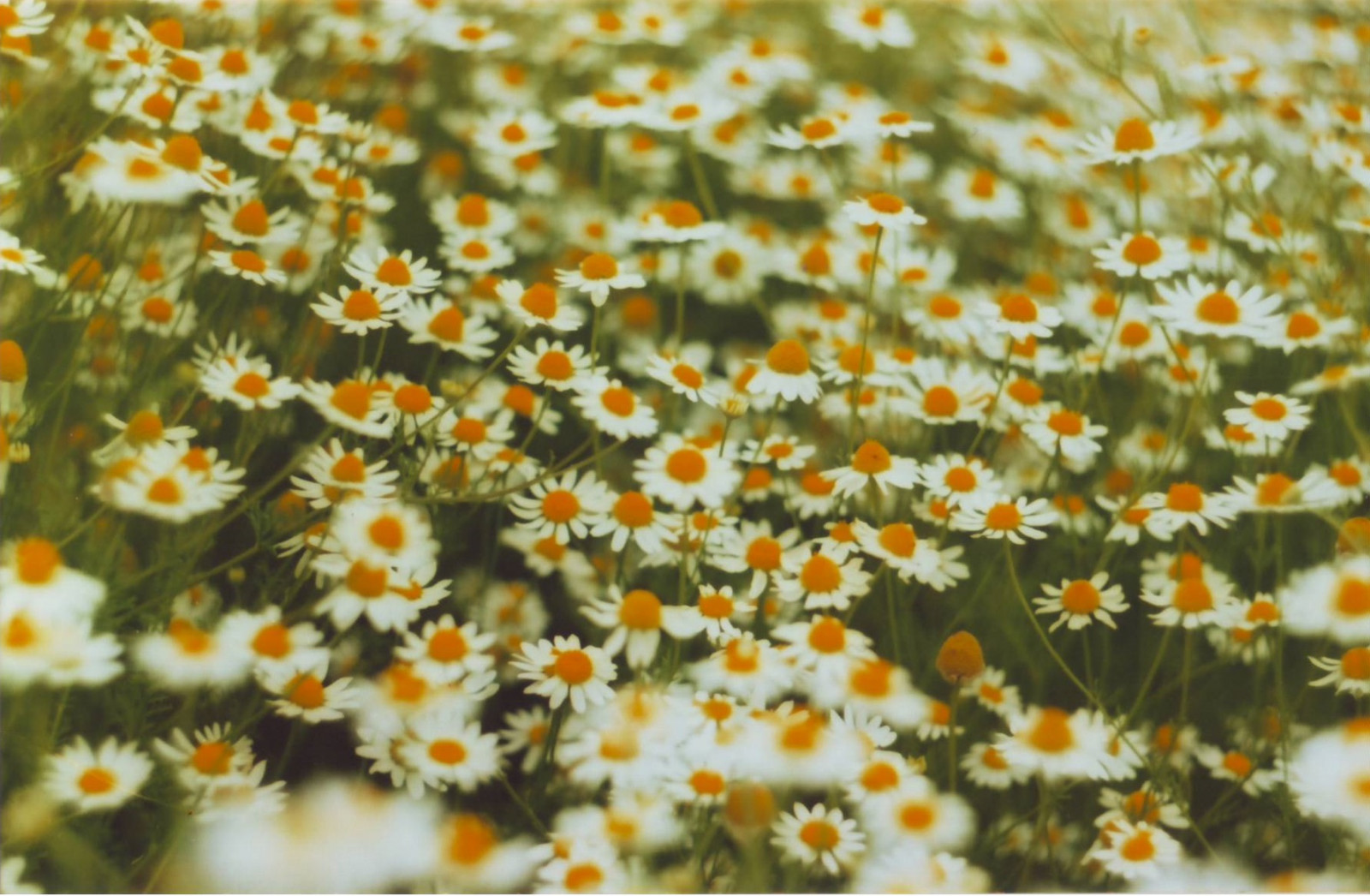 ฟลอเรส, ภาพยนตร์, 35 นาที, zenit, rollo, อะนาดา