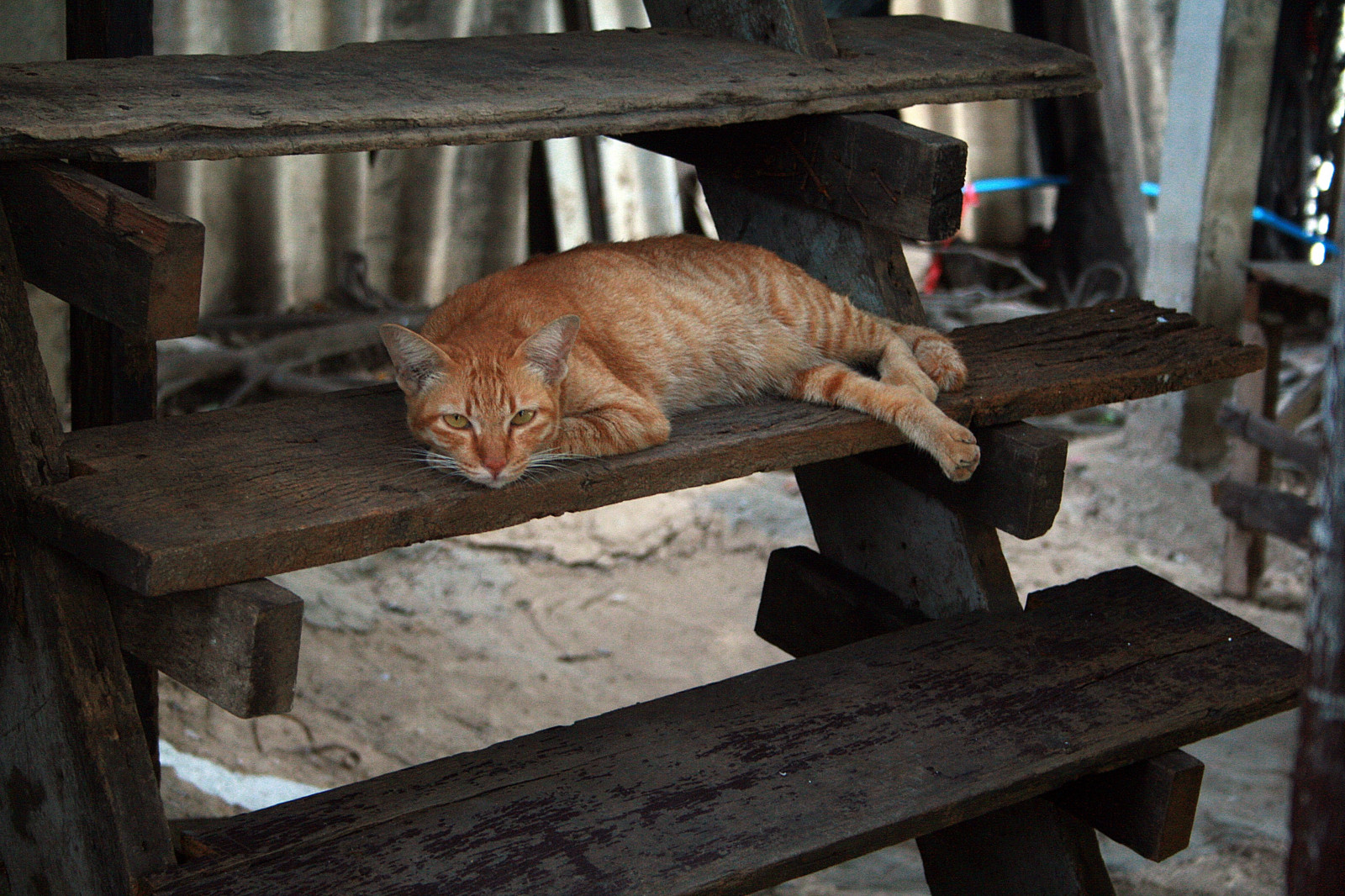 oranžový, kočka, zvětralý, schody, dřevěný, Khlong, Thanon, portréty, Bangkhen, Bangkok, Thajsko, Nikon, D3200