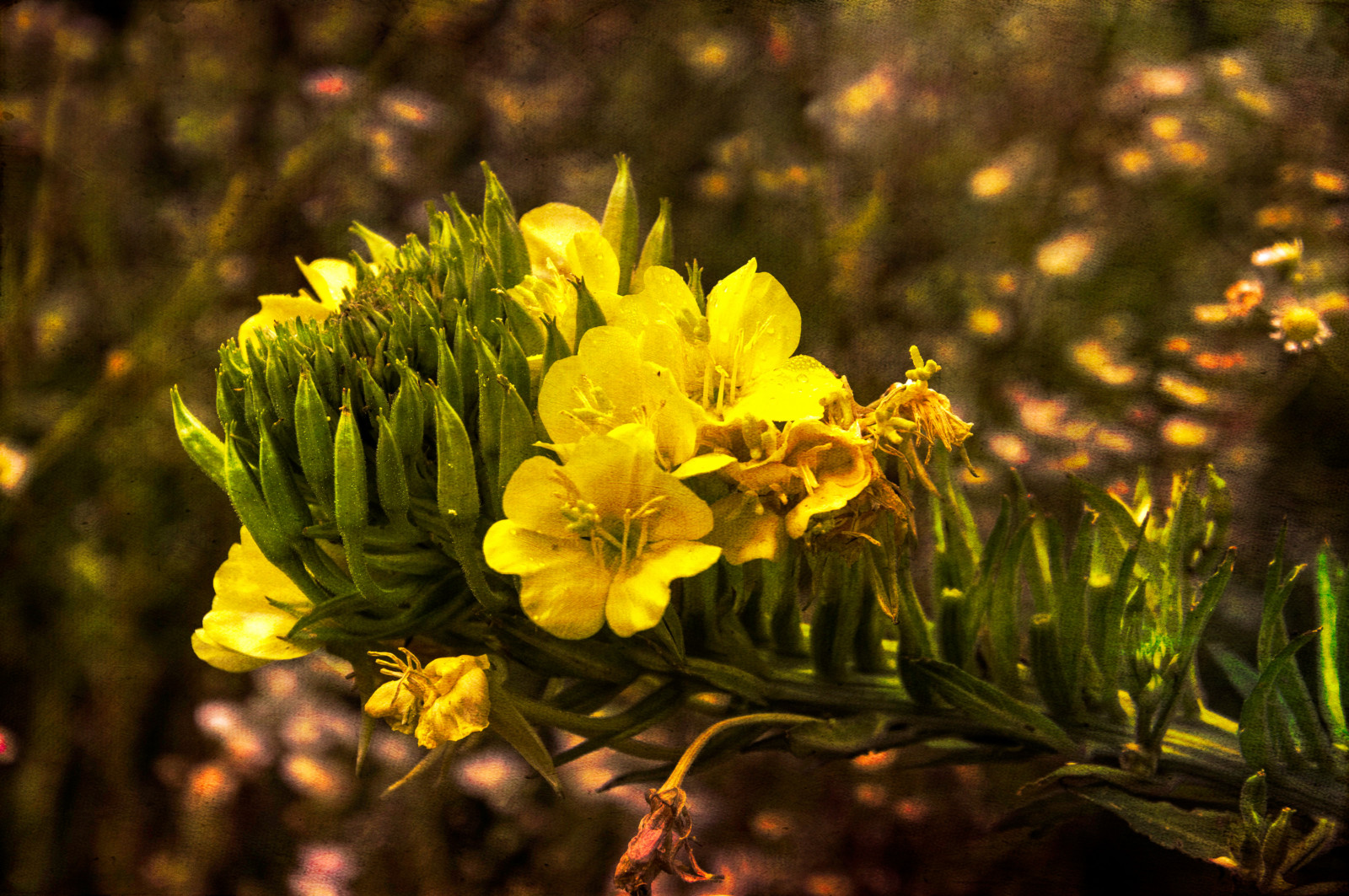배경 화면 : 꽃들, 야생, 자연, 노랑, 그림, HDR 4810x3198 - - 1112209 - 배경 화면 - WallHere