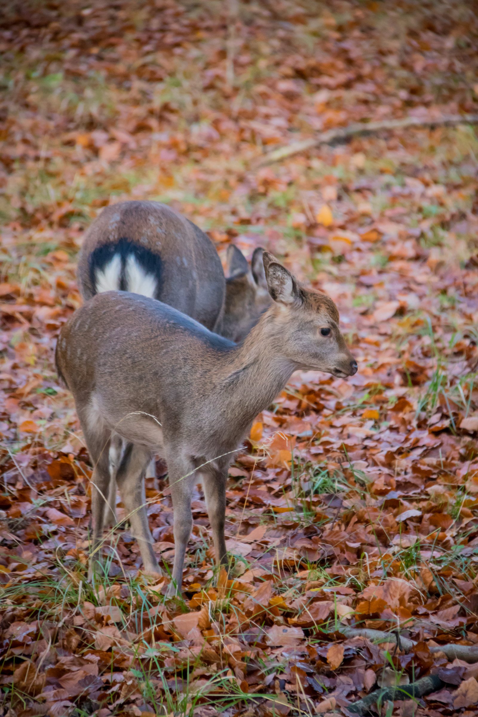 les, Jelen, Příroda, park, Volně žijících živočichů, Dánsko, podzim, les, Danmark, Skog, exif modelu canoneos760d, geocountry, Kamera aby kánon, geocity, Model fotoaparátu canoneos760d, geostate, geolocation, EXIF čočka efs18200mmf3556is, EXIF otvor 56, exif focallength 200mm, exif aby kánon, exif isospeed 3200, Dyrehaven, j gersborg, j gersborgdyrehave, fauna, savec, obratlovců, bílá sledoval jelena