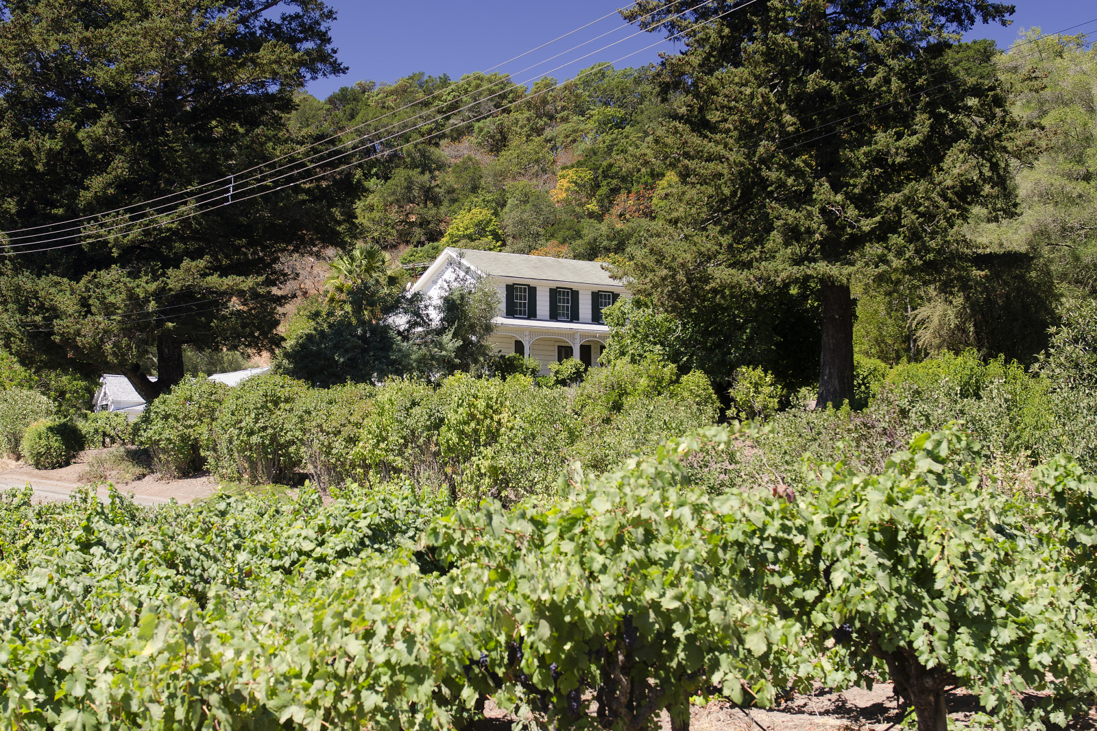 Kalifornie, jídlo, Spojené státy americké, bílý, Dům, západ, budova, domů, pobřeží, nás, víno, hospodařit, zemědělství, Sonoma, sklizeň, vinice, hrozny, západní, výroba, zemědělství