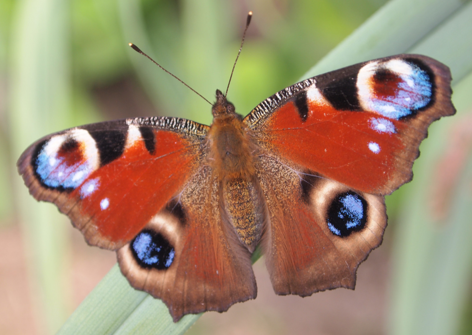 Alexander Insect Wallpaper : eyes, garden, nature, peacock, insect, England, wildlife ...