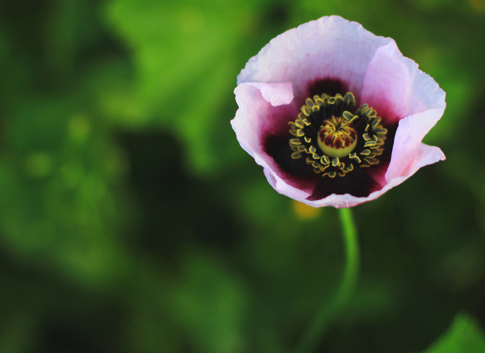 Černá, květiny, Příroda, fotografování, makro, zelená, Kánon, květ, růžový, fiat 500, 550 d, květ, rostlina, mák, flóra, pupen, okvětní lístek, divoká rostlina, botanika, suchozemská rostlina, kvetoucí rostlina, zblízka, makro fotografie, závod stonek
