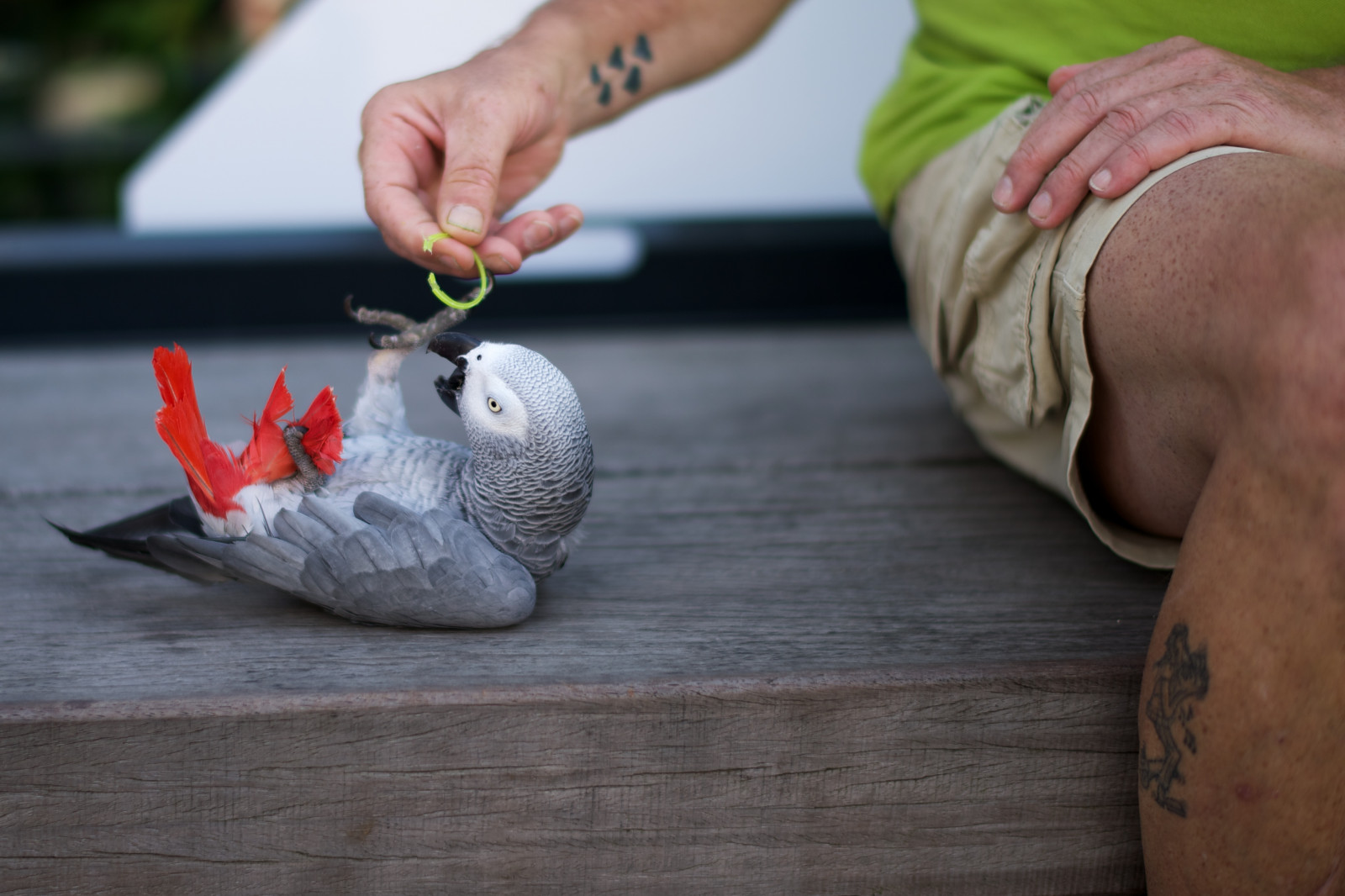 Parrots Denmark Wallpaper : Nikon, df, 58mm, f14, Copenhagen, parrot, playful, cute ...