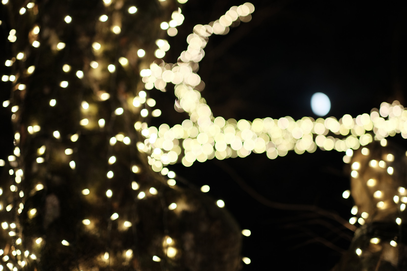 slunečnímu záření, noc, odraz, větev, prskavka, Vánoce, Vánoční osvětlení, rosa, Fujifilm, jp, světlo, květ, osvětlení, osvětlení, fuji, Fujinon, xf56mmf12r, xf56mm, Omotesando, XT1, Harajuku, vánoční dekorace, zblízka, makro fotografie, vlhkost