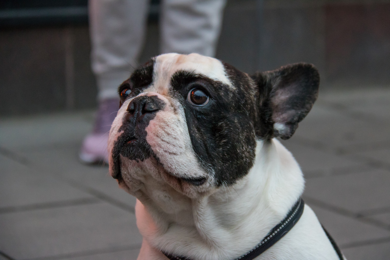 Pes, Stockholm, buldok, Francouzský buldoček, boston teriér, štěně, psík, attackfoto, attackfoto7, savec, obratlovců, pes jako savec, psí plemeno, starý anglický buldok, american bulldog, Olde anglické Bulldogge, britské buldoci, hračka buldok, bílá anglický buldok
