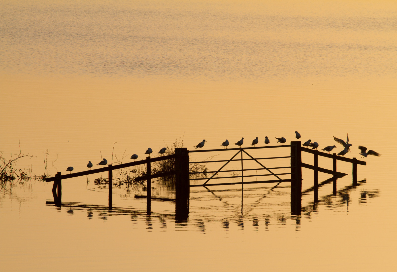 ptactvo, západ slunce, voda, Příroda, odraz, nebe, déšť, silueta, svítání, uklidnit, Anglie, večer, ráno, hospodařit, Pod vodou, horizont, plot, životní prostředí, Spojené království, katastrofa, počasí, pole, nouzový, brána, Gettyimages, Británie, přemet, rackové, srážky, somersetlevels, povodně, povodňová, zaplavena, záplava, burrowmump, burrowbridge