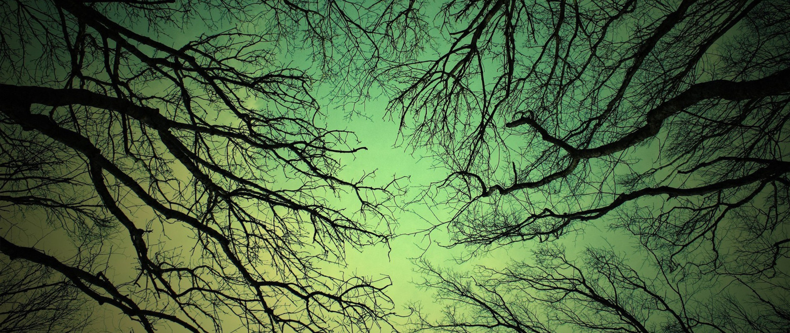 luce del sole, foresta, natura, riflessione, fotografia, ramo, verde, struttura, atmosfera, ultra larga, albero, foglia, oscurità, habitat, ambiente naturale, fenomeno atmosferico, sfondo del computer, pianta legnosa, staminali vegetali