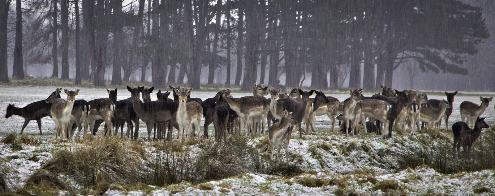 Volně žijících živočichů, stádo, Jelen, fauna, divočina, sob, strom, národní park, zima
