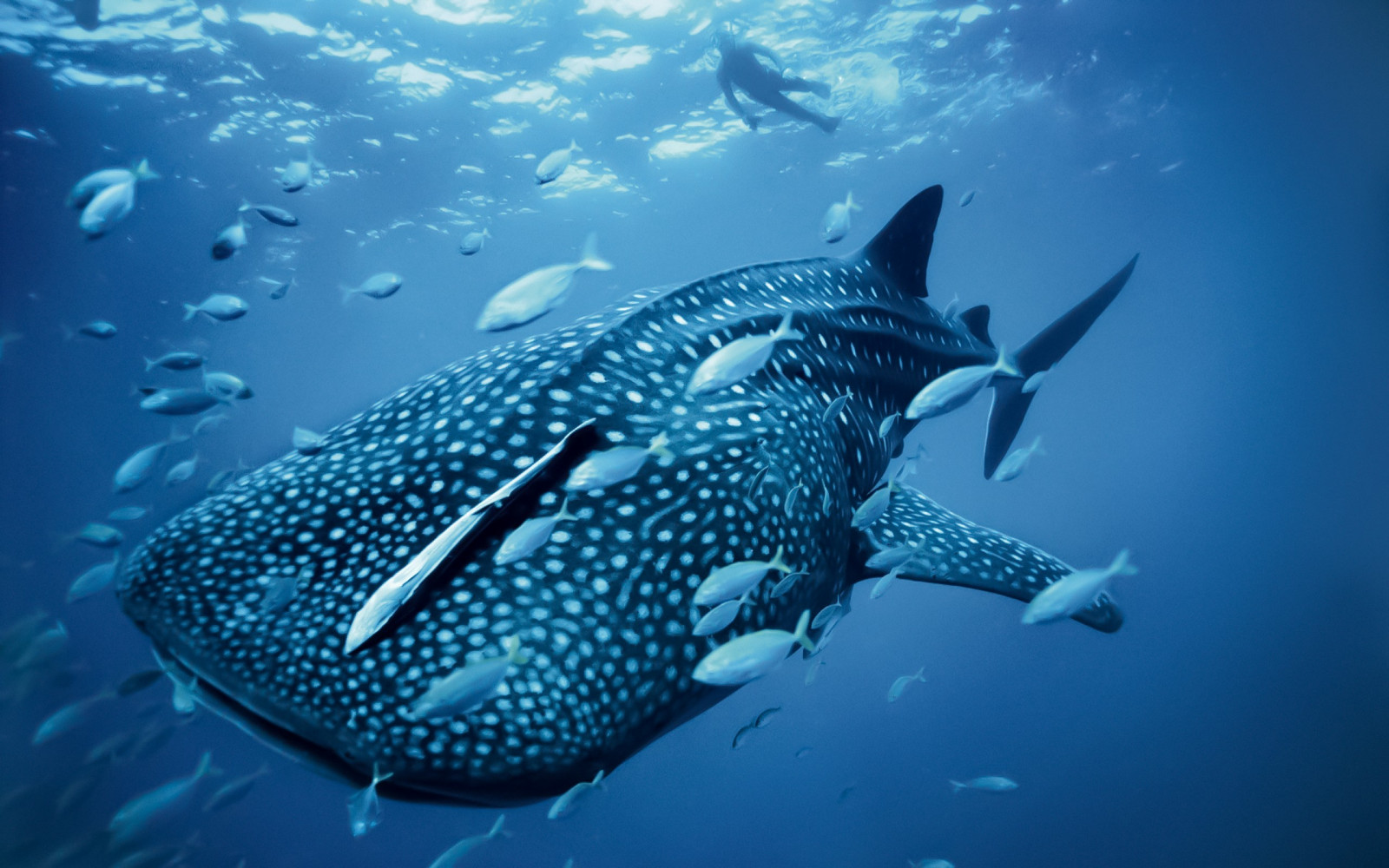 Sfondi Animali Natura Subacqueo Barriera Corallina Squalo Balena 