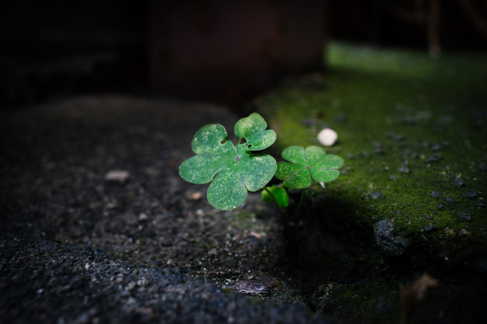 Pflanze, terrestrial plant, Natural landscape, flash photography, Gras, Bodenbedeckung, Jährliche pflanze, Holz, Nahansicht, Blütenblatt, Boden, blühende Pflanze, Dunkelheit, Asphalt, Wasserpflanze, Makrofotografie, Wald, Klee, Stillleben Fotografie, Kraut, Kreis, Nacht-, Pflanzenstamm, Landschaft, Nicht vaskuläre Landpflanze, Liverwort