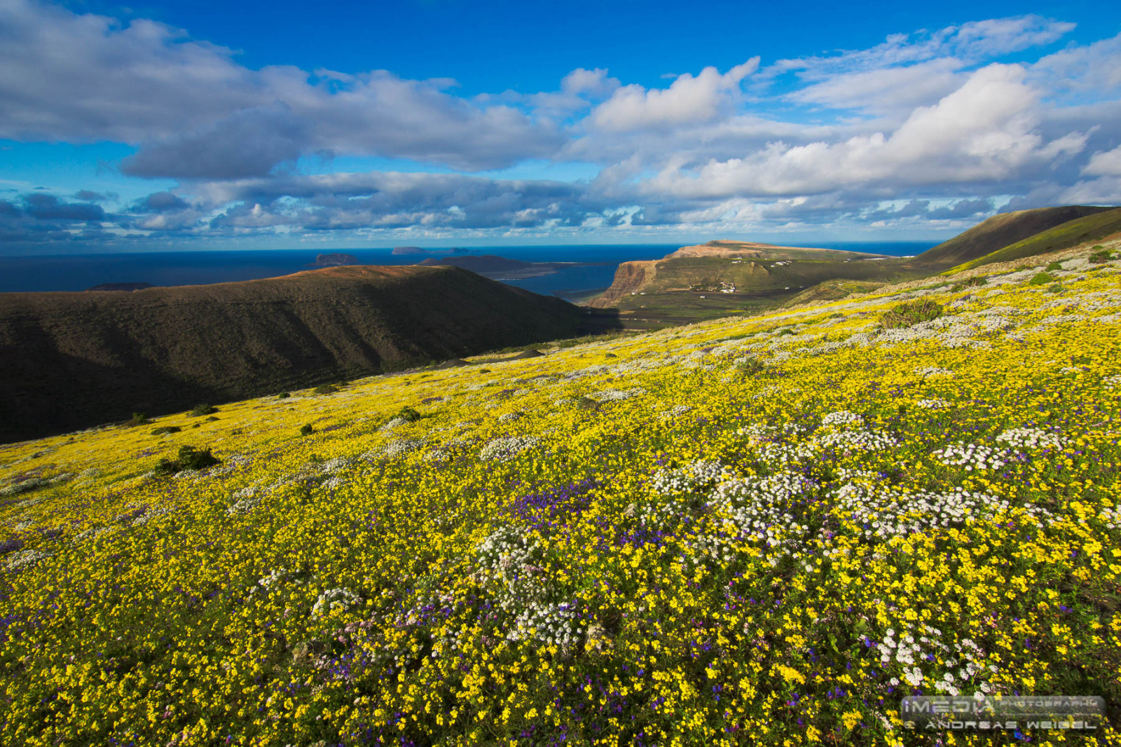 květiny, útes, flores, Andy, krajina, fotografování, ostrovy, Los Angeles, fotograf, Lanzarote, paisaje, Canarias, Andreas, koróna, kanárek, sopky, fotografia, Islas, nord, Norte, Famara, Fotografo, Volcanes, imedia, Helechos, Risco, Graciosa, Archipel, Gayo, Guinate, Archipiélago, Weibel, imediafotocom