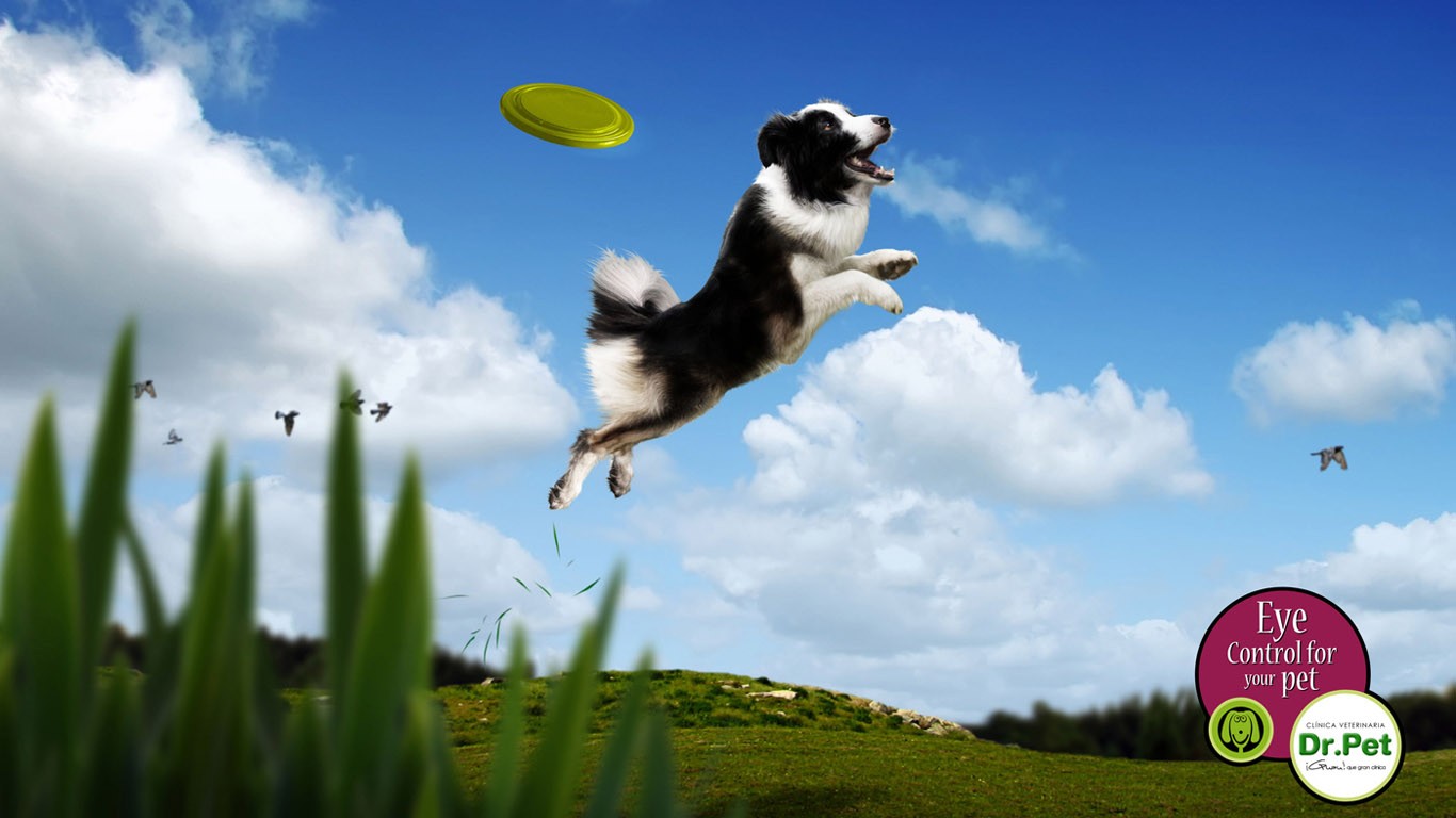 Wallpaper sports, grass, artwork, dog, Toy, commercial, flower