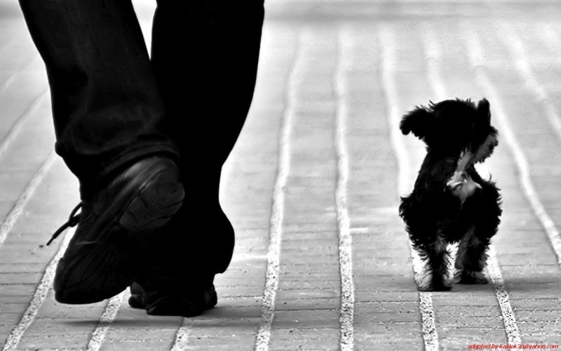 1680x1050 px, cute, dogs, animals, black, monochrome 1680x1050 px, cute, dogs, animals, black, monochrome