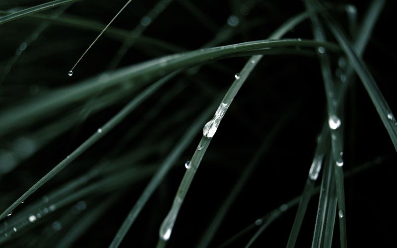 2560x1600 px, erba, macro, natura, gocce d'acqua 2560x1600 px, erba, macro, natura, gocce d'acqua
