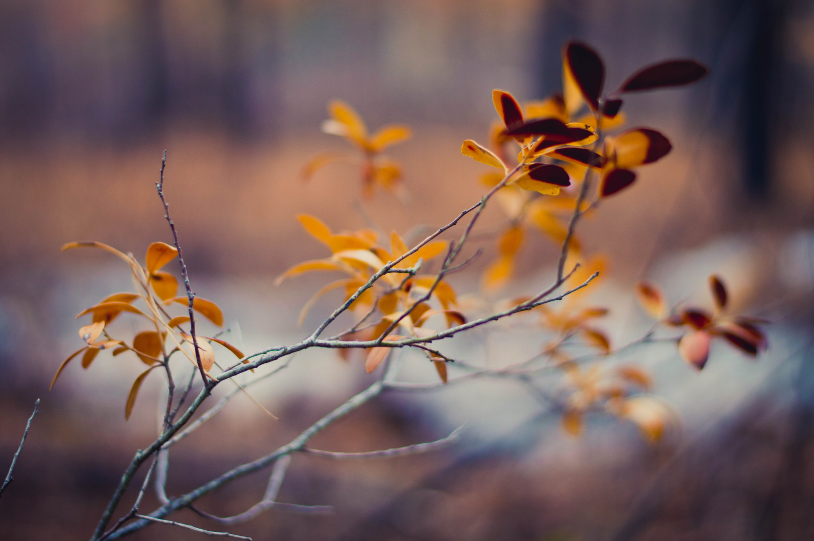 slunečnímu záření, les, Příroda, venku, fotografování, větev, žlutý, modrý, ráno, oranžový, Nikon, květ, jaro, hořící, strana, světlo, strom, 50mm, podzim, list, květ, rostlina, sezóna, flóra, mimo, les, D3200, lepit, větvička, botanika, zblízka, makro fotografie, závod stonek, Jessa, jessari
