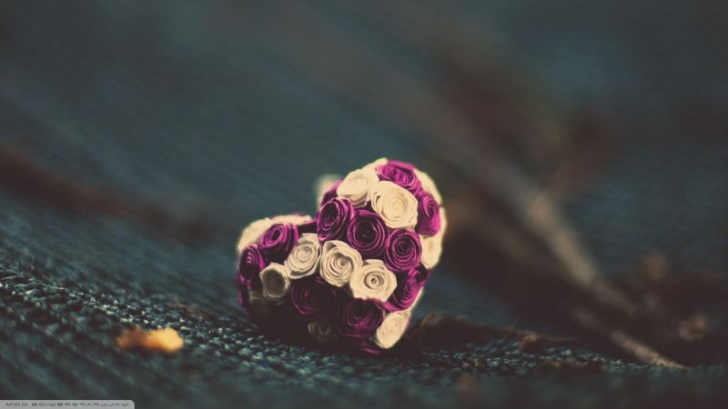 1920x1080 px, flori, Inimile 1920x1080 px, flori, Inimile