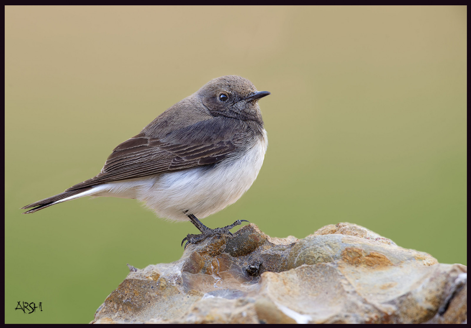 Krásná, ptactvo, ilovenature, ngc, snímky, Birdseyeview, naturephotography, naturelover, Quetta, birdsofpakistan, nikkor600mmf4, Variabilní, birdslover, birdsphotography, ilovewildlife, nikond4s
