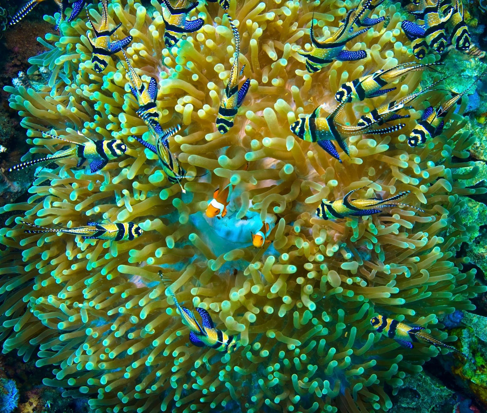 1600x1359 px, cardinalfish, Ryba, oceán, moře, tropický