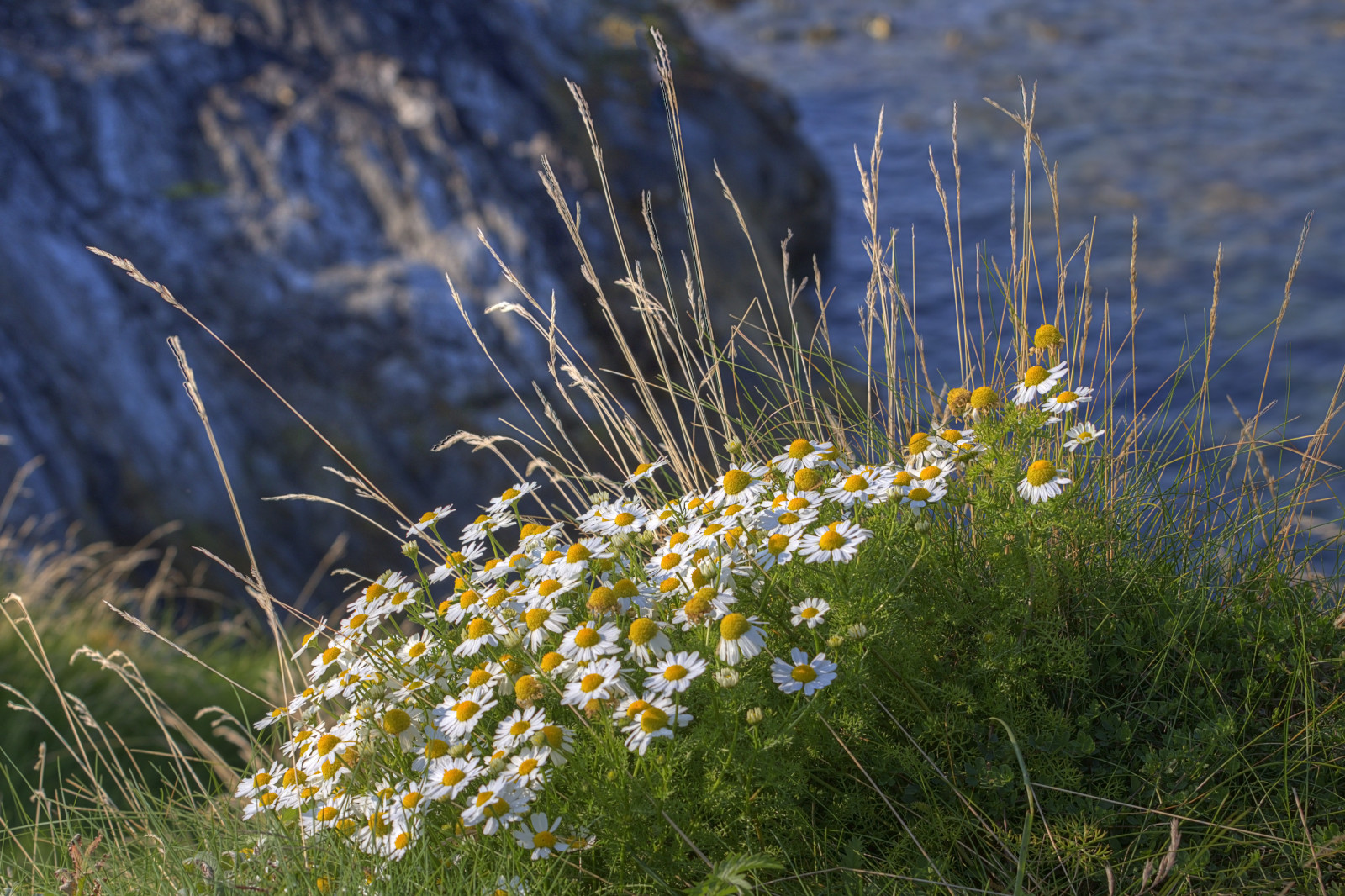 Wallpaper flowers, sea, cliff, wicklow, blackcastle 4899x3265