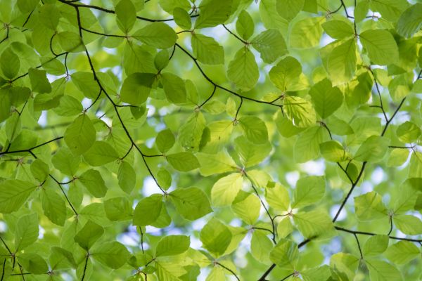 pattern,green,forest,leaf,spring,woods