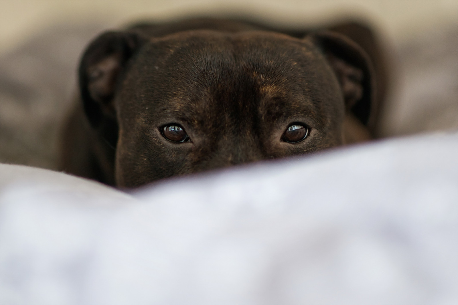 Wallpaper eyes, nose, puppy, vertebrate, close up, snout, dog like