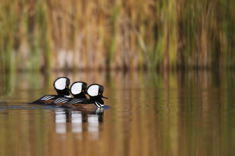 animals, water, nature, reflection, birds, grass animals, water, nature, reflection, birds, grass