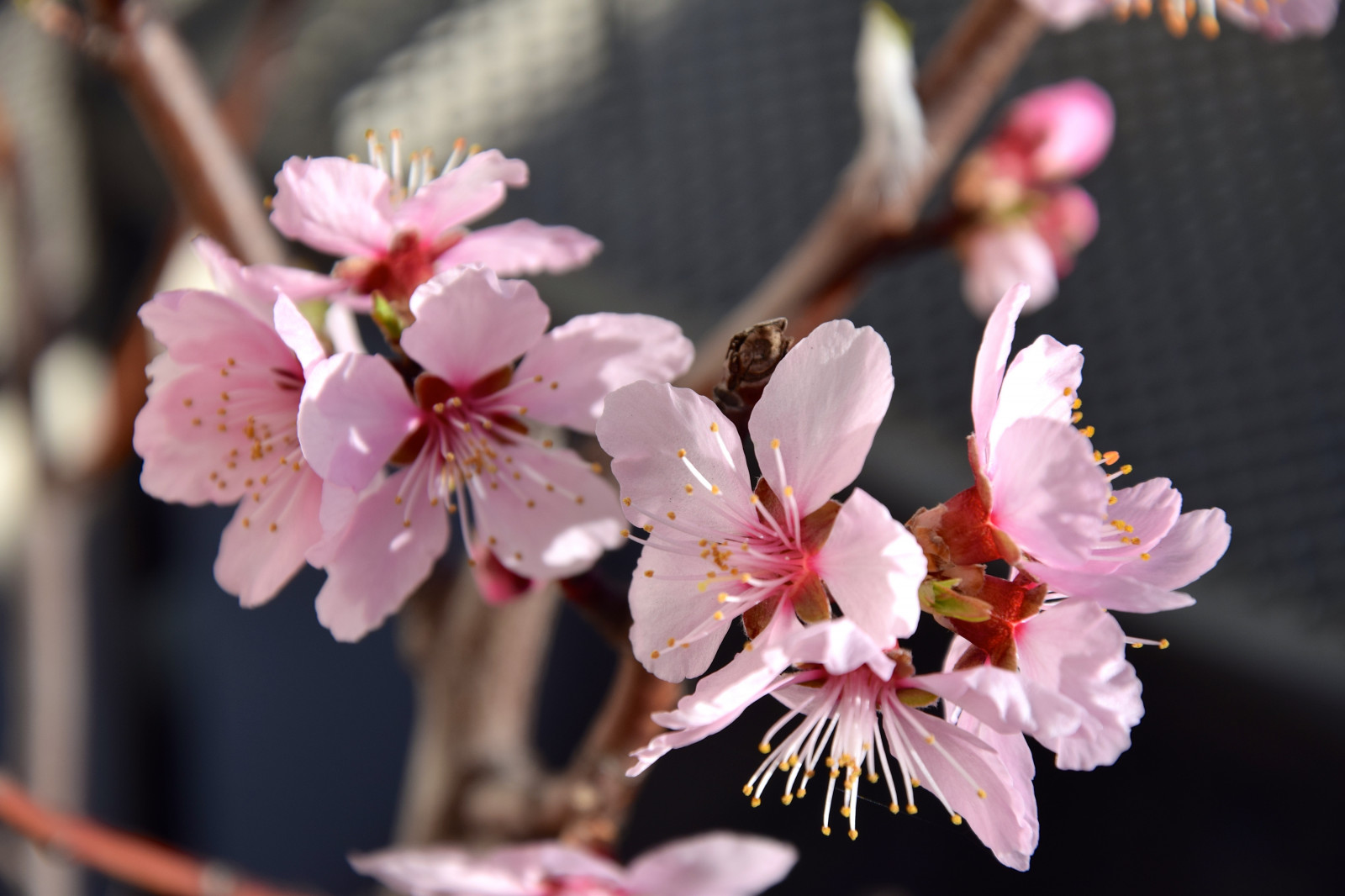 Wallpaper food, garden, branch, fruit, cherry blossom, pink, spring
