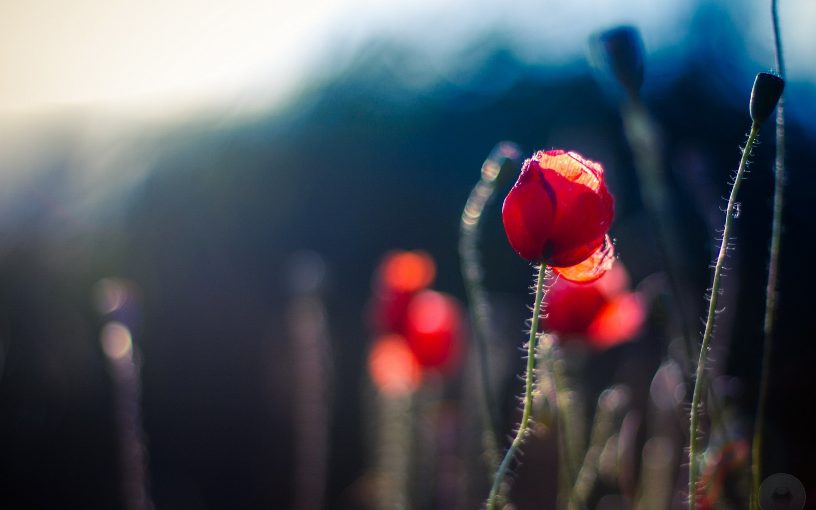slunečnímu záření, květiny, Červené, rostliny, fotografování, červené květy, světlo, barva, květ, rostlina, tma, okvětní lístek, počítač tapeta, suchozemská rostlina, kvetoucí rostlina, zblízka, makro fotografie